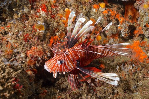 Common lionfish (Pterois miles)