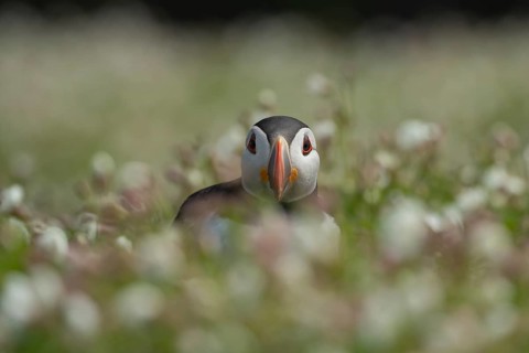 Atlantic puffin (Fratercula arctica) adult auk seabird bird amongst Sea campion (Silene maritima)