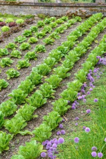 Lettuce (Lactuca sativa), Cambridge Botanical Garden, Madron, England, Great Britain