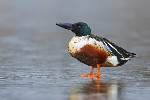 Northern Shoveler (Spatula clypeata) male, British Columbia, Canada
