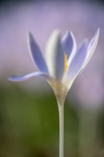 Elfin crocus (Crocus tommasianus), Emsland, Lower Saxony, Germany