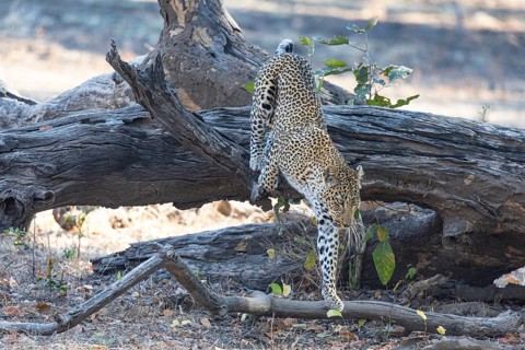 Leopard (Panthera pardus) female Zambia