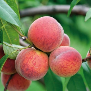 Peach, Peach (Prunus persica 'Pilot'), Germany