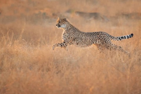 Cheetah (Acinonyx jubatus) running and jumping in grassland, Castile-La Mancha, Spain