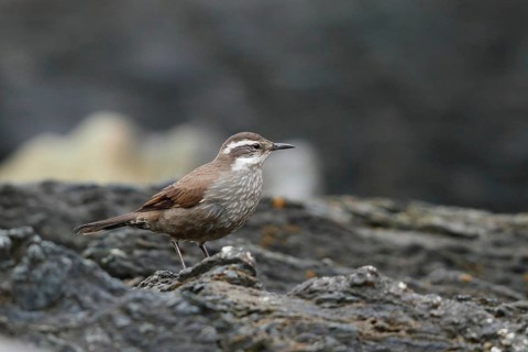 Dark-bellied Cinclodes (Cinclodes patagonicus), Tierra del Fuego, Argentina