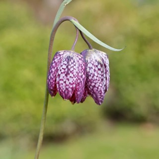 Snake's Head Fritillary (Fritillaria meleagris), single flower in a meadow, close-up,