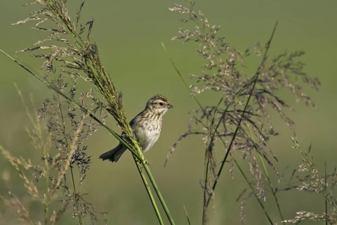 Pallas's Reed Bunting (Emberiza pallasi) juvenile, Dornod, Mongolia