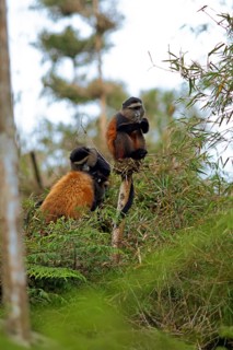 Golden monkeys (Cercopithecus mitis kandti) in the bamboo forest, Virunga Volcanic Mountains, Parc