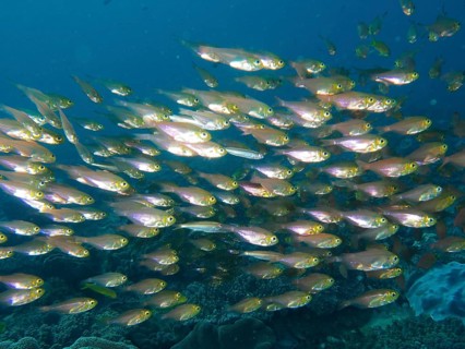 Pigmy sweeper (Parapriacanthus ransonneti)