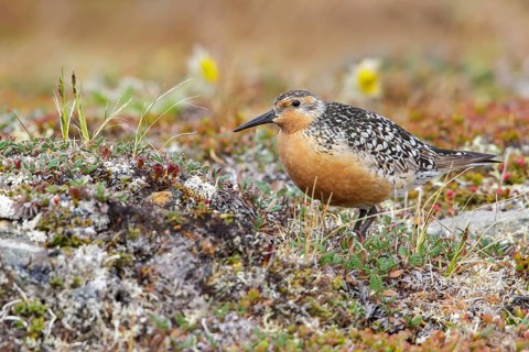 Red Knot (Calidris canutus) perched on the tundra in Nome, Alaska