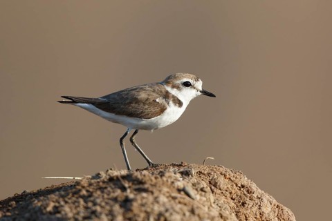 Kentish Plover (Charadrius alexandrinus) female, Lesvos, Greece