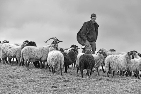 Young shepherd checks his sheep in bad weather, Kalkberg, black and white, Nesow,