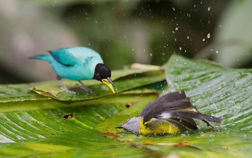 Green Honeycreeper & Bananaquit (Chlorophanes spiza & Coereba flaveola) bathing, Trinidad