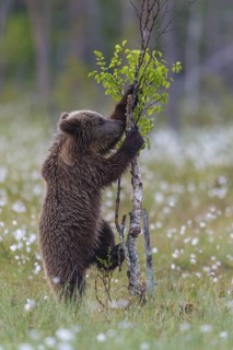 Eurasian Brown Bear (Ursus arctos) cub climbing on young tree in white cottongrass, Finland
