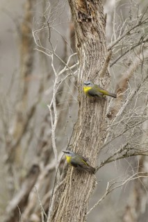 Eastern Yellow Robin (Eopsaltria australis), Victoria, Australia
