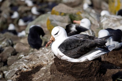 Black-browed albatross (Thalassarche melanophris), adult bird on columnar clay nest in breeding