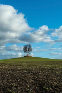 Tree isolated in a field in Autumn, Auvergne, France