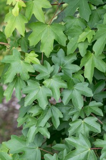Field maple (Acer campestre), Germany