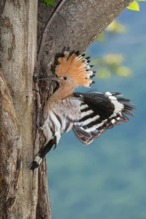 Eurasian Hoopoe (Upupa epops) feeding chick in nest hole, Aosta Valley, Italy