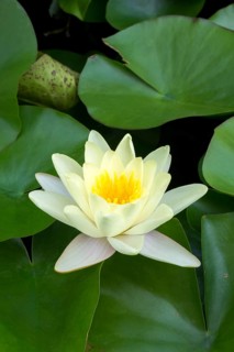 Water lily, white (Nymphaea alba), Baden-Württemberg, Germany