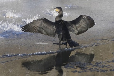 Great Cormorant (Phalacrocorax carbo), Saxony, Germany
