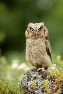 Tropical Screech Owl (Megascops choliba) captive, juvenile, Germany