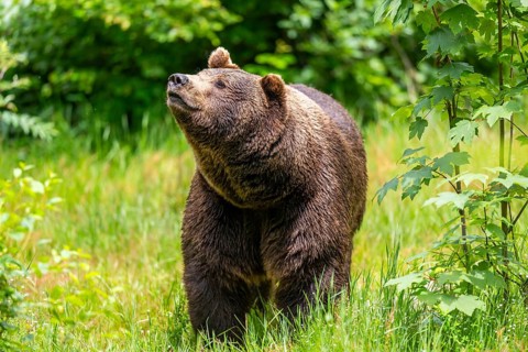 Eurasian brown bear (Ursus arctos arctos) standing between bushes, Bavarian Forest, Bavaria,