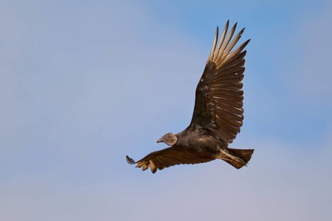 Vulture in flight with a large wingspan against a blue sky, Raven Vulture (Coragyps atratus),