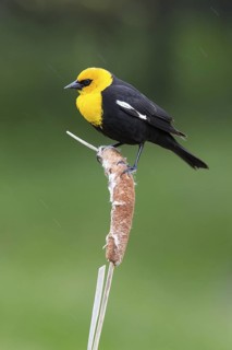 Yellow-headed Blackbird (Xanthocephalus xanthocephalus) male, British Columbia, Canada
