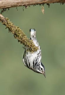 Black-and-white Warbler (Mniotilta varia) perched on a mossy branch, Texas, USA