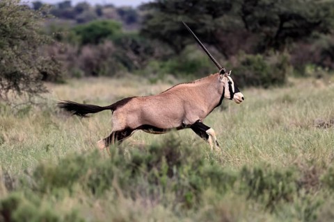 Oryx gazella, South African spikebuck, adult, running, foraging, Mokala National Park, Northern