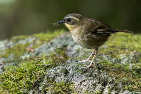 Yellow-throated Scrubwren (Neosericornis citreogularis) perched on a rock in eastern Australia