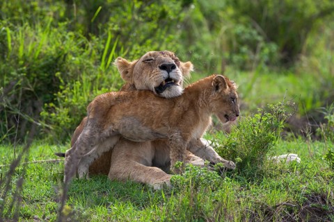 Lioness (Panthera leo) motherly love, South Africa