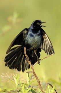 Boat-tailed Grackle (Quiscalus major) male singing, Texas, USA