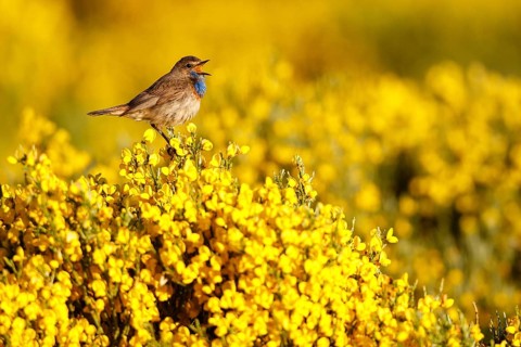 Bluethroat (Luscinia svecica cyanecula) male singing, Castile, Spain