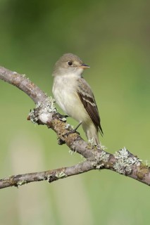 Alder Flycatcher (Empidonax alnorum), Minnesota, USA