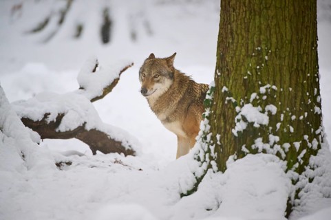 A lone wolf peering around a tree surrounded by a wintery snowy landscape, Winter, Wolf (Canis