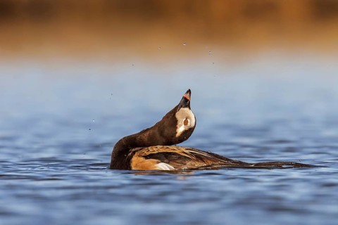 Long-tailed Duck (Clangula hyemalis) in a pond in the tundra near Churchill, Manitoba, Canada