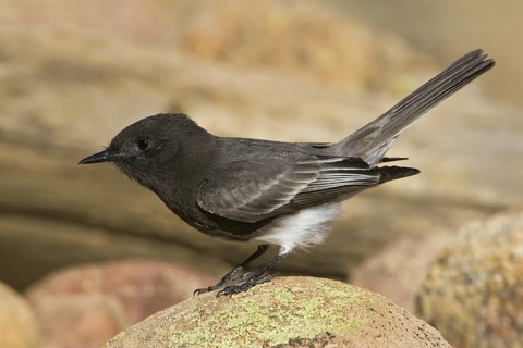 Black Phoebe (Sayornis nigricans), Arizona, USA