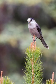 Grey Jay (Perisoreus canadensis), Alberta, Canada