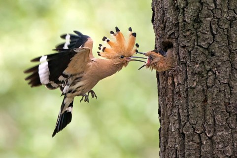 Eurasian Hoopoe (Upupa epops) feeding juvenile in breeding cavity, Saxony, Germany