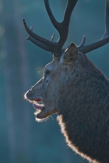 Red deer (Cervus elaphus), forest, backlight, red deer