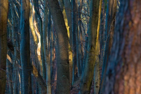 Dense forest in sunlight with mysterious, bluish shadows, constricting atmosphere, weak light,