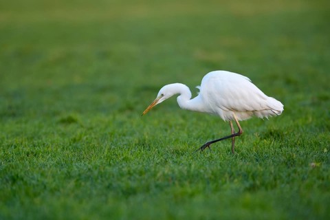Silberreiher (Casmerodius albus), Great white egret, Altvogel auf Nahrungssuche, Dezember, NSG