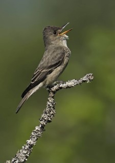 Olive-sided Flycatcher (Contopus cooperi) singing, British Columbia, Canada