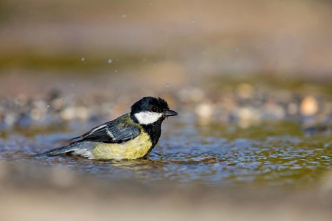 A Great Tit, (Parus major), takes a bath, Animals, Birds, Songbirds Lesvos, Greece