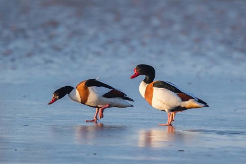 Common Shelduck (Tadorna tadorna), Netherlands