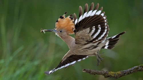 Hoopoe (Upupa epops) Bird of the Year 2022, with grasshopper as prey, take-off, flying, bridal