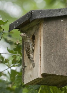 Eurasian Wryneck (Jynx torquilla), Saxony, Germany