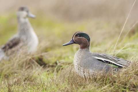 Eurasian Teal (Anas crecca) male, Norkolk, United Kingdom